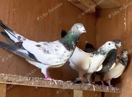 10 Pakistani pigeons in Blackburn