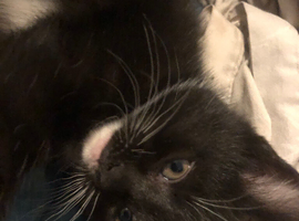 Kitten