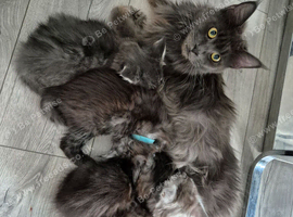 Maine coon kittens
