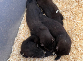 Black ferrets