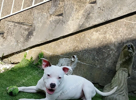 White bitch 11 month old