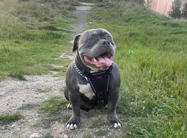 Stunning Cane Corso x Pocket Bully Puppies &ndash; Rare & Powerful Mix