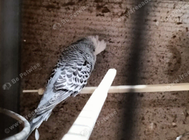 Tamed budgies
