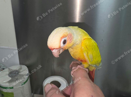 3 Hand Reared Silly Tame Green Cheek Conures