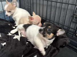 Apple head Chihuahua ONE GIRL LEFT !