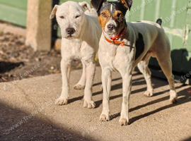 Parson Jack Russells For Stud