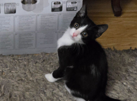 Adorable Black & White Male Kitten.