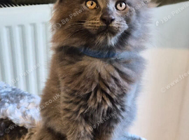 Maine coon pedigree kittens