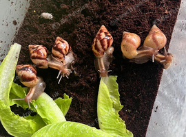 6 Giant African Land Snails, Lissachatina fulica (COLLECTION ONLY)
