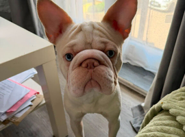 Male french bulldog