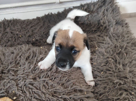 Jack Russell puppies