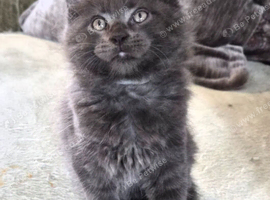 Maine coon pedigree kittens