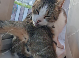 2 cats