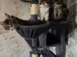Maine Coon Kittens