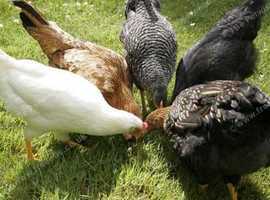 HENS....good egg layers 40+ to pick from...vaccinated.