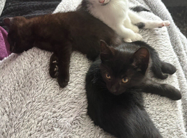 3 kittens available