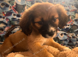 Norfolk terriers cross Russell terriers