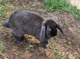 Female mini lop