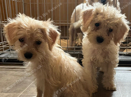 BEAUTIFUL F1B COCKAPOO PUPPIES