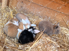 5 gorgeous mini lops