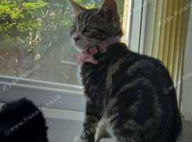 2 kittens for sale