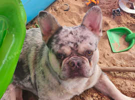 French bulldog for stud