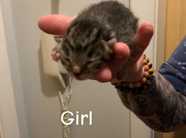 Grey and white tabby kittens