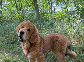 Tibetan mastiff puppy