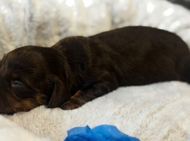 long-haired dachshund