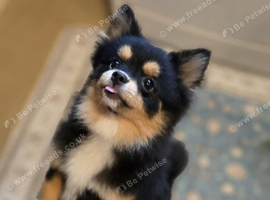 Pomchi black and tan female
