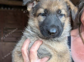 Beautiful female german shepherd pups