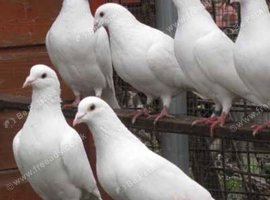 Breeding pair of white Logan pigeons