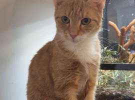 Ginger female cat
