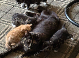 Calico kittens