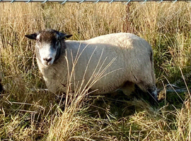 Wethers and Rams