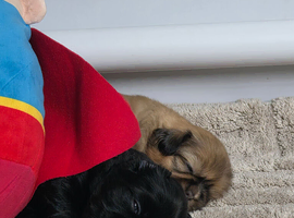 6 puppy Shih Tzus for sale, 5 girls, 1 boy
