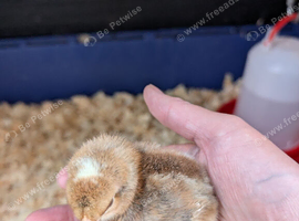 Three cream legbar chicks (all boys)