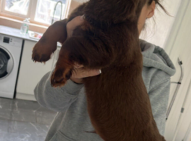 Beautiful dachshund pups