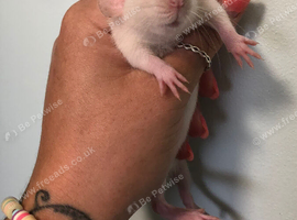 Baby dumbo rats (males only)