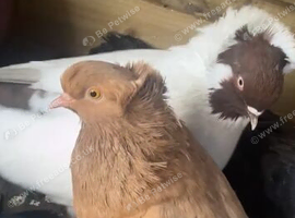 Pair of capuchine pigeons