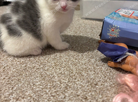 2 kittens for sale