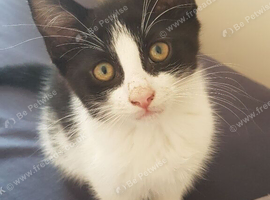 Beautiful 10‑week‑old female kitten &mdash; fully litter trained.