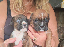 Boxer puppies  KC REG