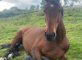 15.2 5yo TB Mare