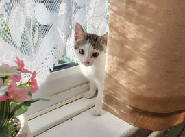 1 Kitten male left