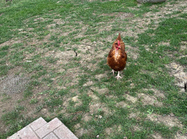 Chickens