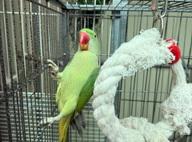 alexandrine parrot