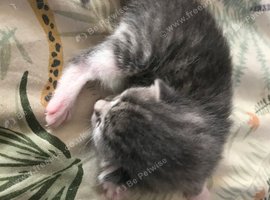 Four beautiful tabby kittens just two weeks old atm.