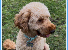 PADDINGTON STUNNING MINIATURE POODLE