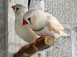 Pair of zebra finches and their chicks